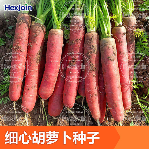 老品种本地红胡萝卜种子红皮红肉