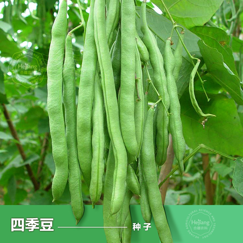 四季豆种子豇豆东北无架芸豆角种籽春季秋后阳台种植蔬菜种孑大全