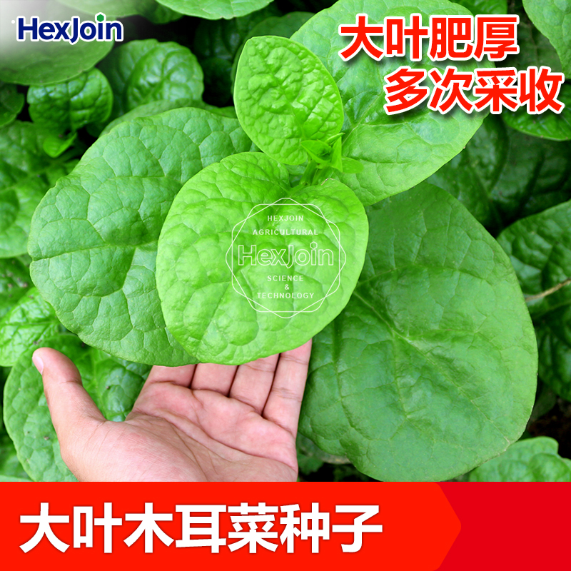 四川大叶木耳菜种籽豆腐菜春季