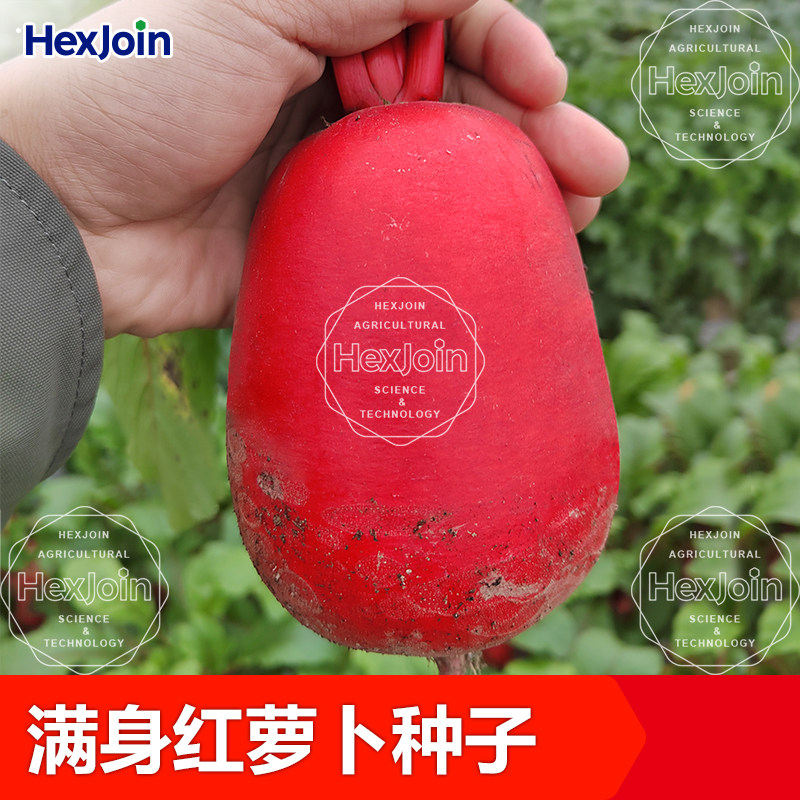 四季满身红萝卜种籽耐热春夏季蔬菜种孑泡菜红皮白肉萝卜种子大全