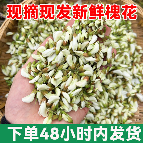 2026新鲜现摘野生槐花