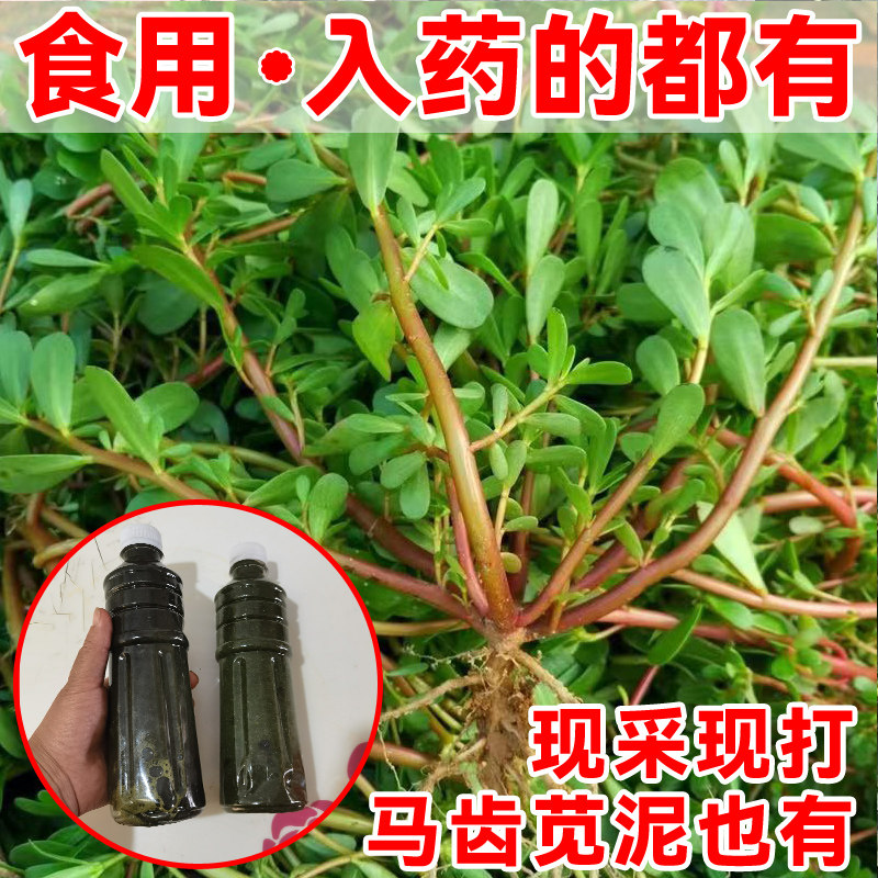 四川野生新鲜食用入药红杆马齿苋