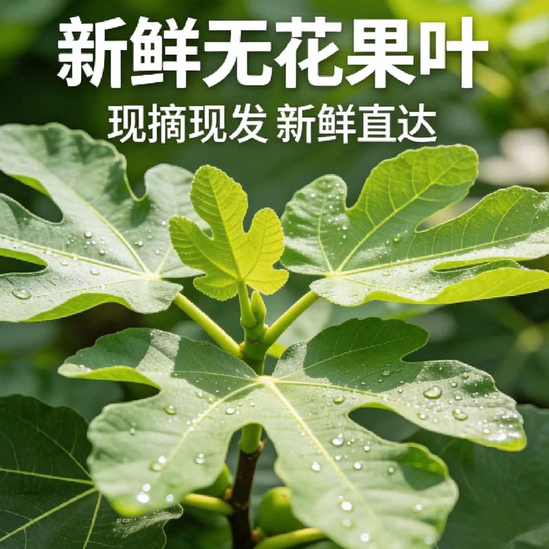 新鲜无花果嫩芽无花果叶子药用坐浴熏洗泡现摘叶子嫩芽果园供货发