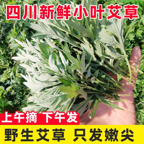 四川新鲜现摘艾叶青团材料