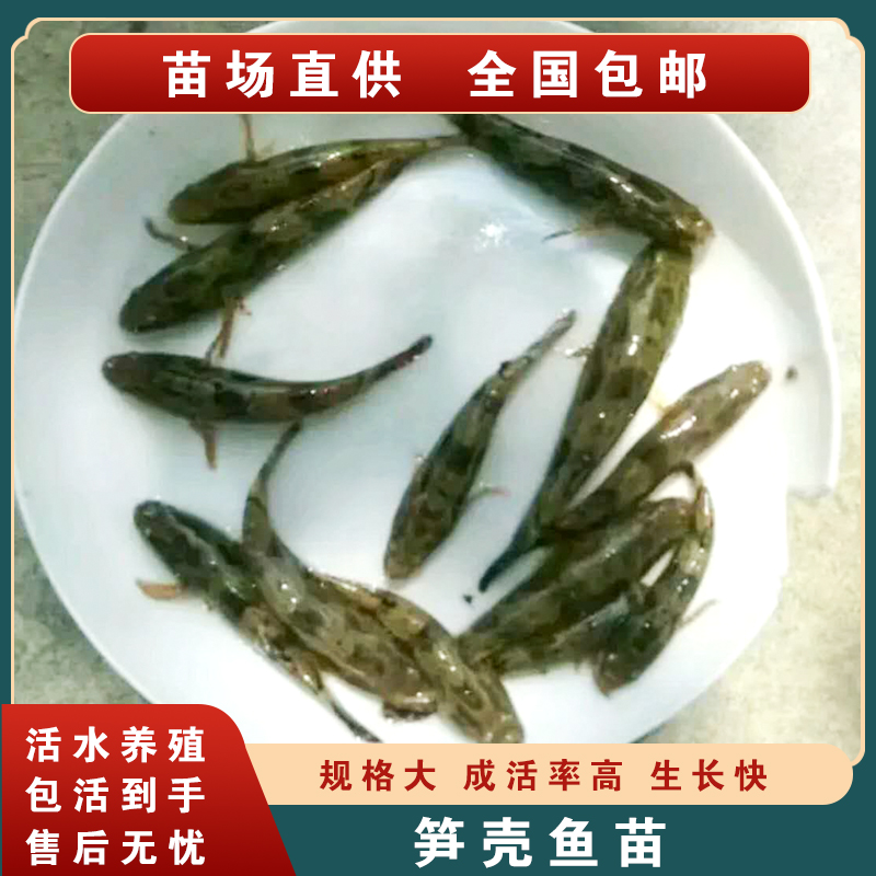 淡水笋壳鱼苗呆子鱼苗包邮包活