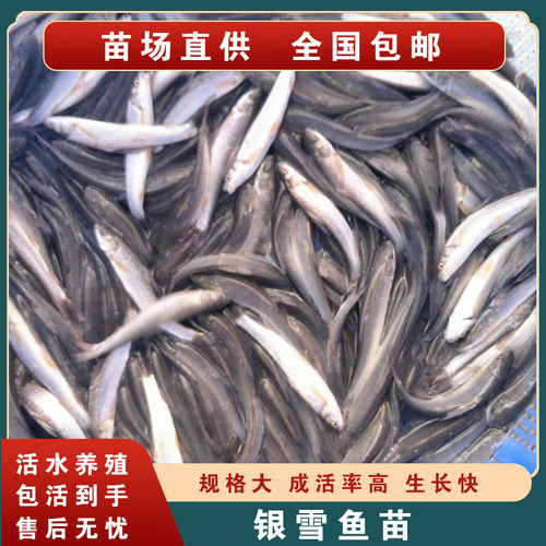 淡水银鳕鱼苗耐寒活体