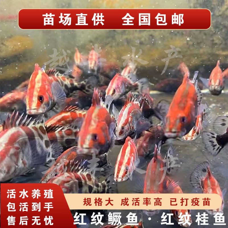 活体观赏鳜鱼苗红纹/桂花/红鳜