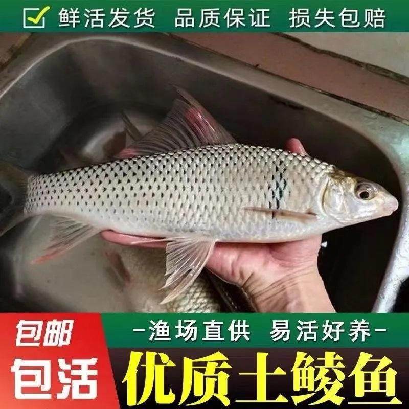 土鲮鱼苗优质鲮鱼苗淡水活体养殖麦鲮鱼泰鲮鱼苗可食用鲮公小鱼苗,宠物/宠物食品及用品,鱼,淘宝优惠券,粉丝福利购,淘宝优惠卷