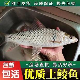 土鲮鱼苗优质鲮鱼苗淡水活体养殖麦鲮鱼泰鲮鱼苗可食用鲮公小鱼苗