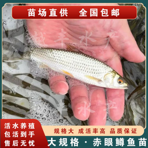 赤眼鳟鱼苗红眼鳟鱼苗