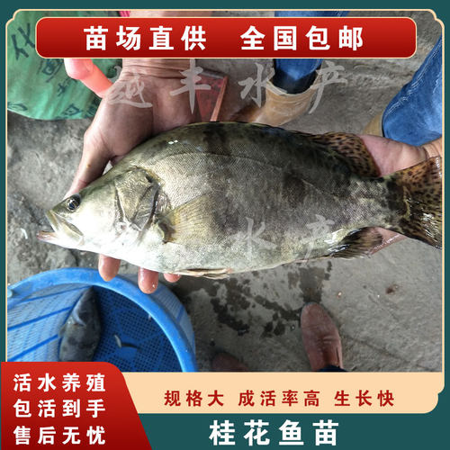 翘嘴鳜鱼苗季花鱼苗桂花鱼