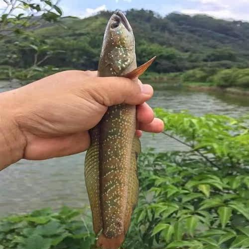 雷龙鱼苗七星鱼苗花星鱼山斑鱼