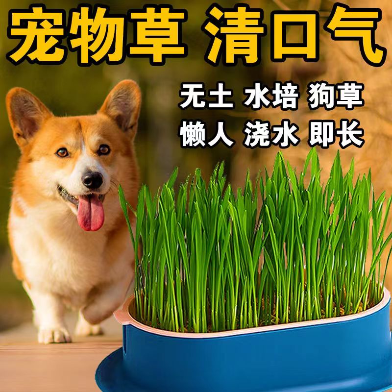 狗草狗可以吃的草狗狗食用草种子宠物排毛球猫草小麦草无土育苗盘 宠物/宠物食品及用品 猫草/猫草片 原图主图