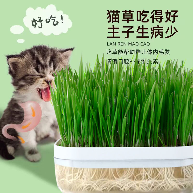 猫草无土水培猫咪化毛小麦种子自猫零食罐