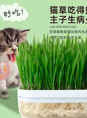 猫草无土水培猫咪化毛小麦种子自己种猫薄荷育苗盘盆栽好幼猫零食