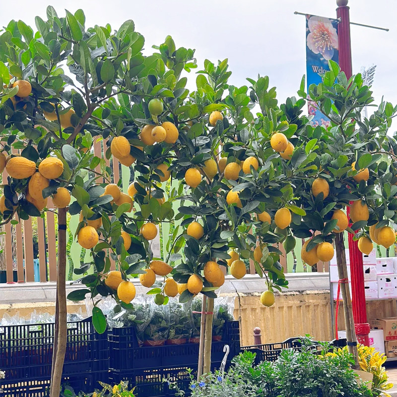 香水柠檬树盆栽带果可食用高杆老桩大型四季客厅落地绿植阳台室内