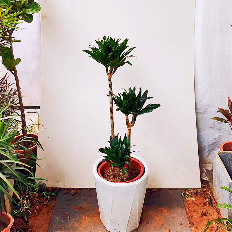 太阳神盆栽老桩组合四季常青绿色花卉办公室内净化空气万年青植物