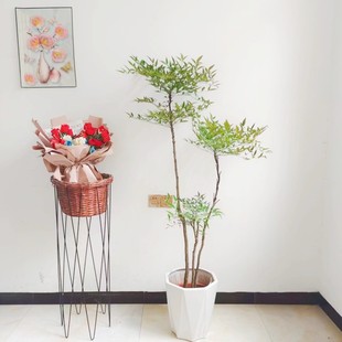 南天竹盆栽南天竹庭院室外植物老桩造型红天竹盆景火焰蓝天竹