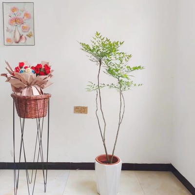 蓝天竹 十大功劳黄天竹室内盆栽阳台庭院绿植