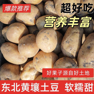 东北黑龙江黄糯土豆新鲜现发软糯香甜沙地马铃薯尤金土豆农家自种