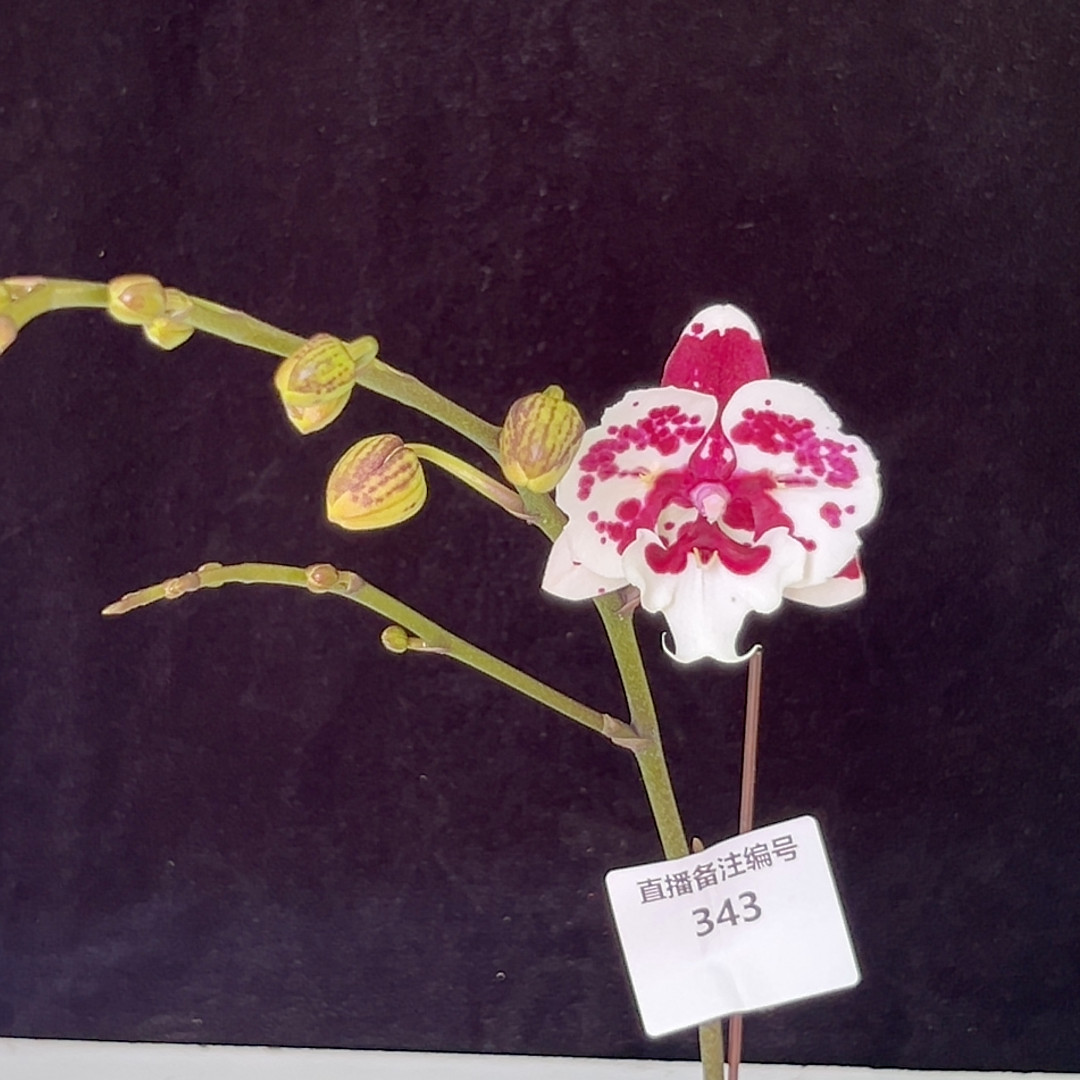 3寸1001夜两眼变异叶有瑕疵,鲜花速递/花卉仿真/绿植园艺,国兰/杂交兰/洋兰类,淘宝优惠券,粉丝福利购,淘宝优惠卷