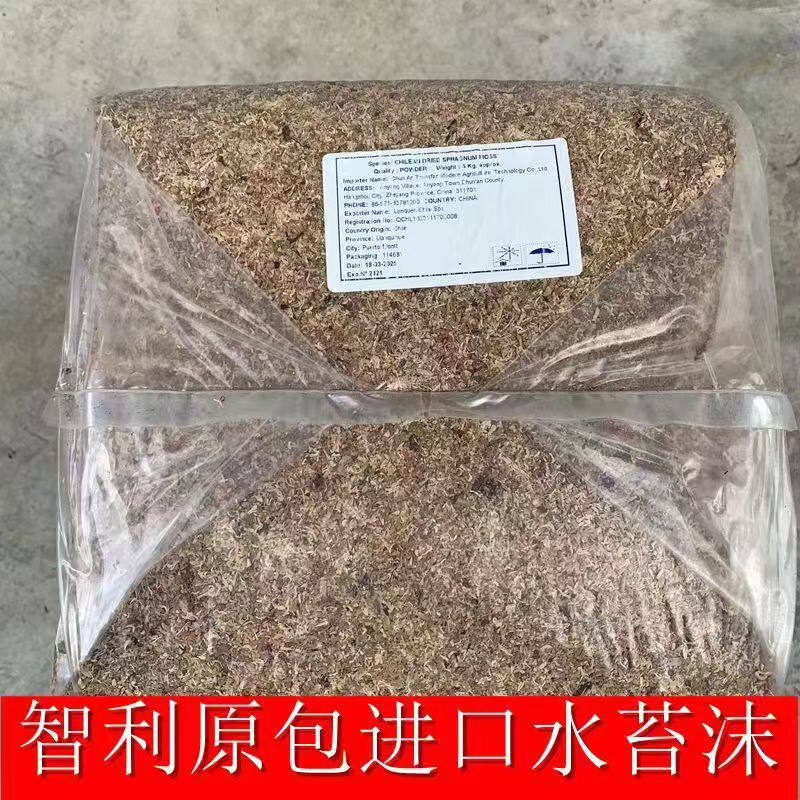 智利进口水苔碎末小苗种植移栽蝴蝶兰石斛兰