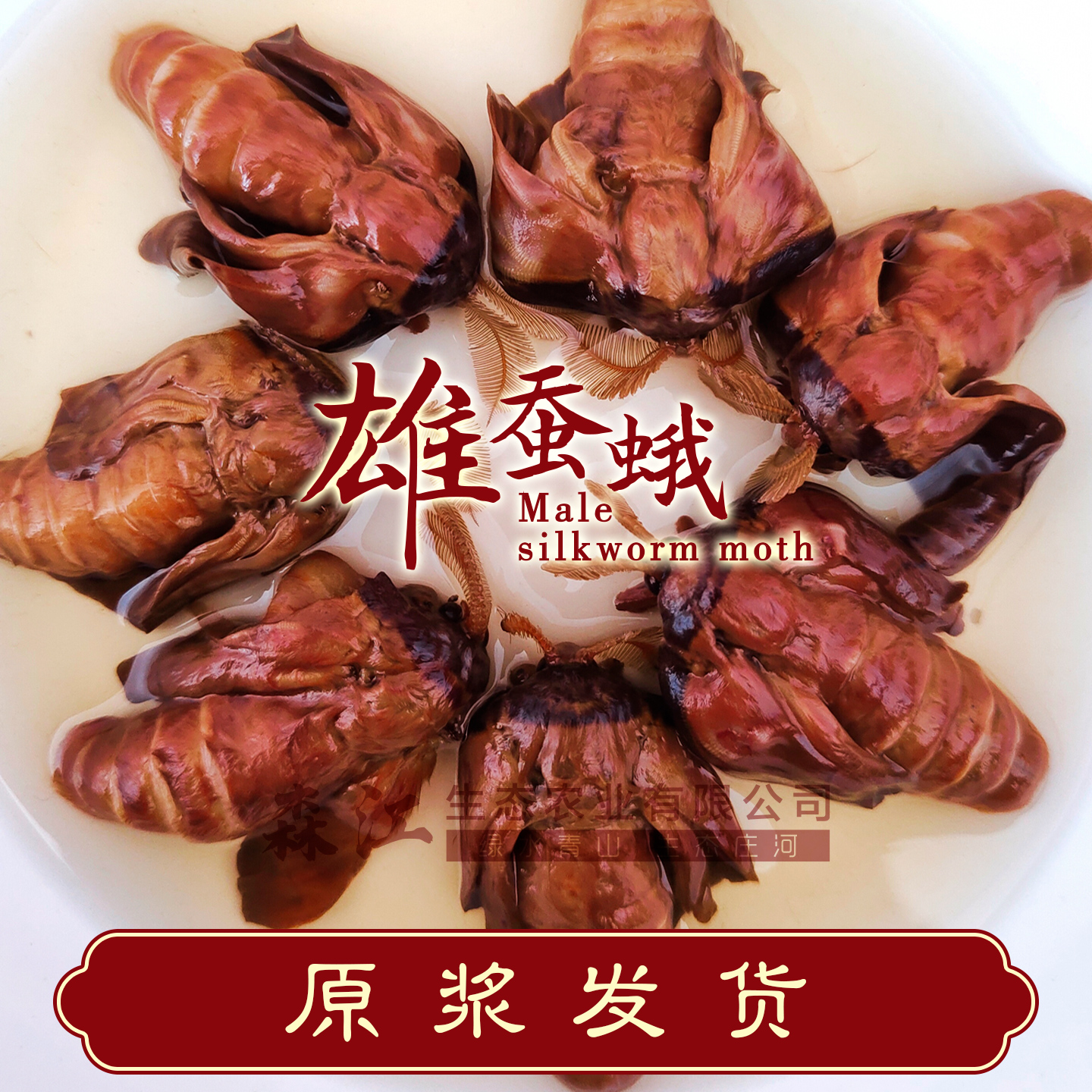 东北特产野生雄蚕蛾泡酒料养生公蛾柞蚕蛾公茧男性滋补品未交尾雄