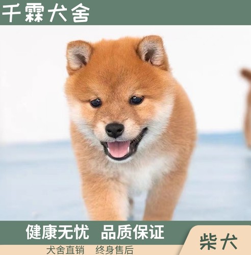 cku犬舍纯种活体小型日本柴犬