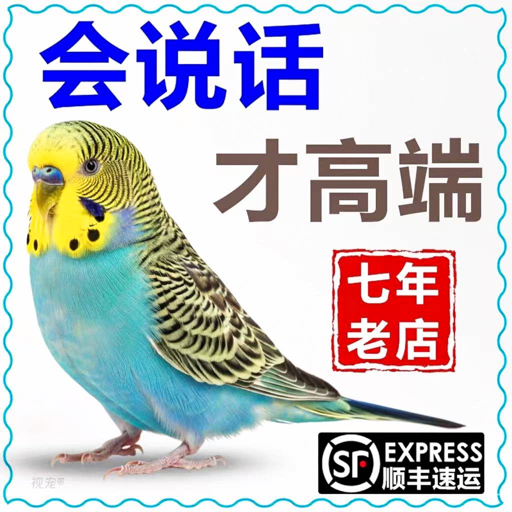 活体虎皮鹦鹉手养可上手亲人虎皮亲人小型宠物幼鸟小鸟宠物