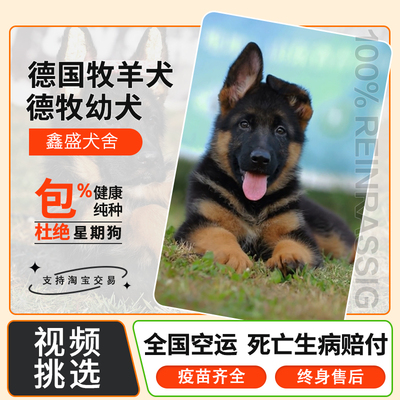 弓背德国牧羊犬桃檐中型犬家养