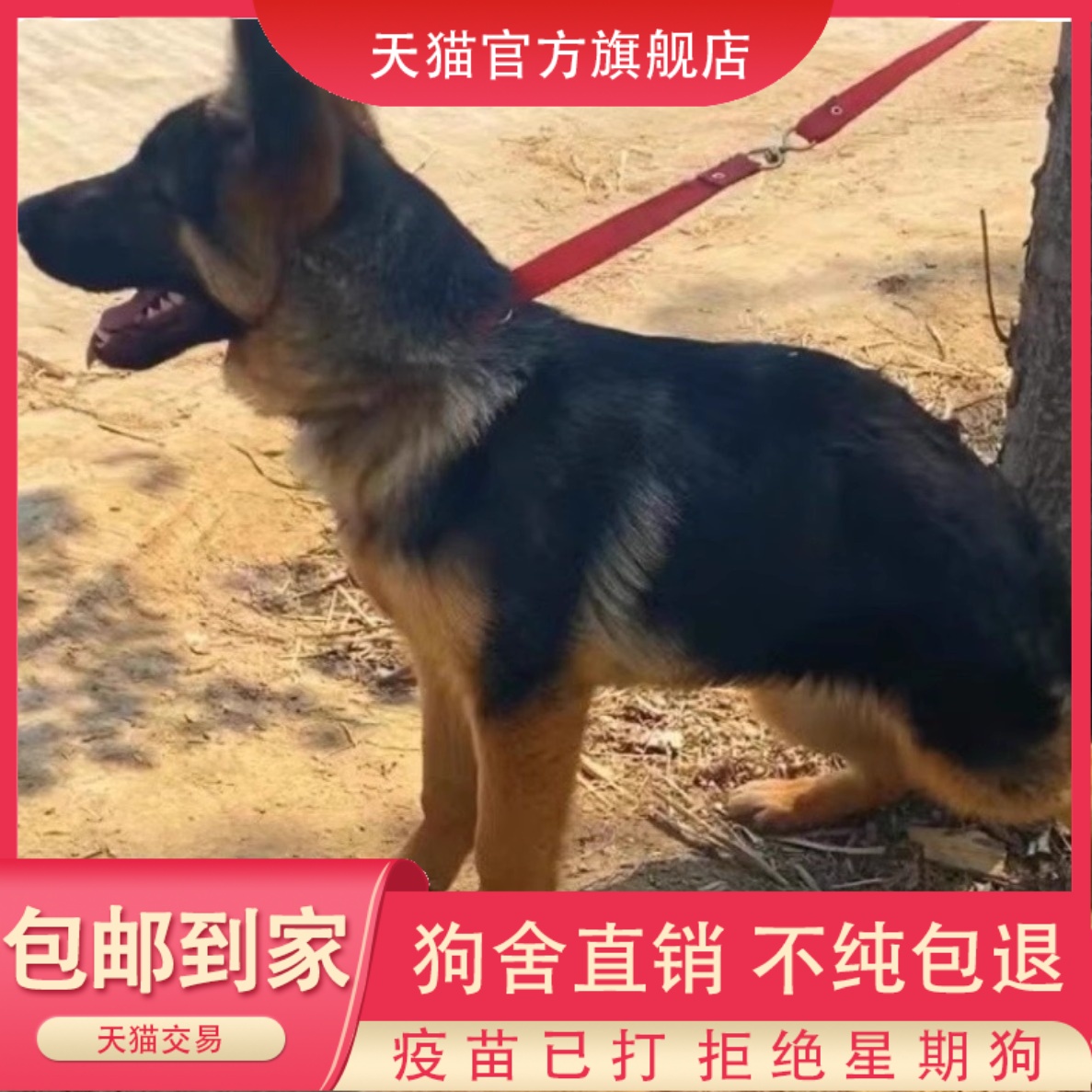 纯种血统德牧幼犬活体国