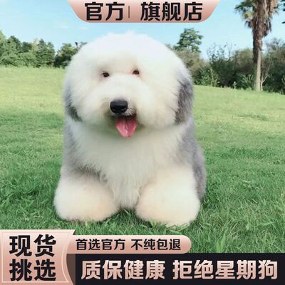 纯种古牧幼犬宠物狗活体