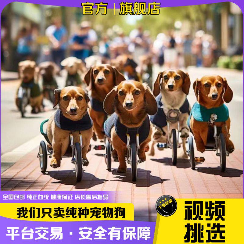 腊肠犬幼犬短毛小型犬短毛矮脚腊肠狗猎犬宠物狗小狗狗活的猎獾犬