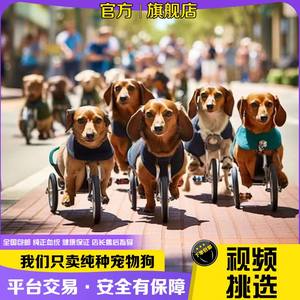 腊肠犬幼短毛小型矮脚狗