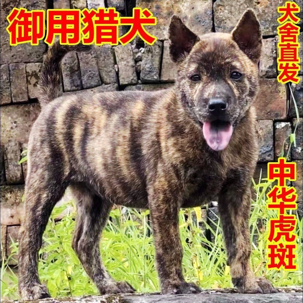 广西虎斑土猎犬活物虎斑犬幼崽田园土猎赶山犬狩猎看家狗小狗活体