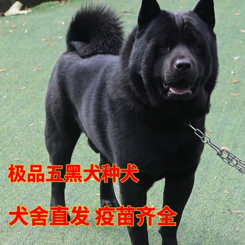 五黑犬纯黑狗中华田园犬活体广西土猎犬狗仔虎头短毛黑狗纯黑猎犬