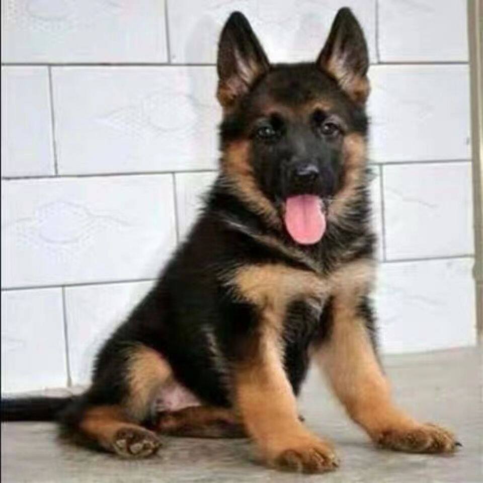 混血德国牧羊犬幼犬弓背黑背德牧警犬活体大型狼狗猎犬宠物小狗狗