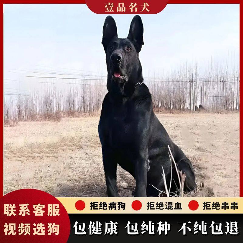 黑狼犬幼犬纯种看家黑色狗中华墨界狼犬幼崽一代猛犬二三月护卫犬