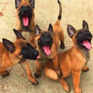 马犬幼犬串农村看家护卫犬黑红爆红比利时牧羊犬宠物狗狼狗活体狗