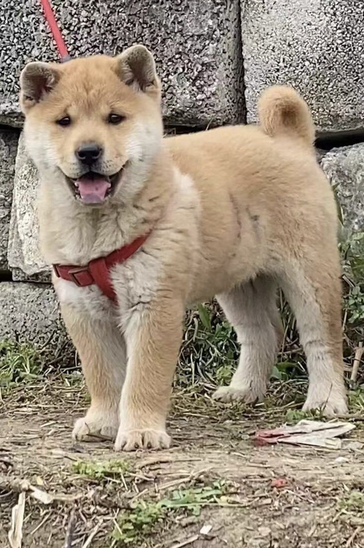 中华田园犬大黄狗白面广西土猎犬虎头忠诚强壮大型犬看家护院狗狗