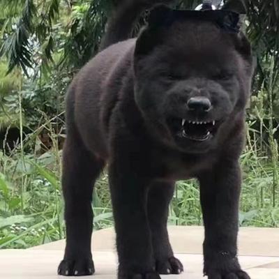 广西猎犬桃檐中型犬家养