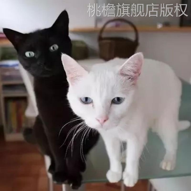 纯白橘猫桃檐家养短毛