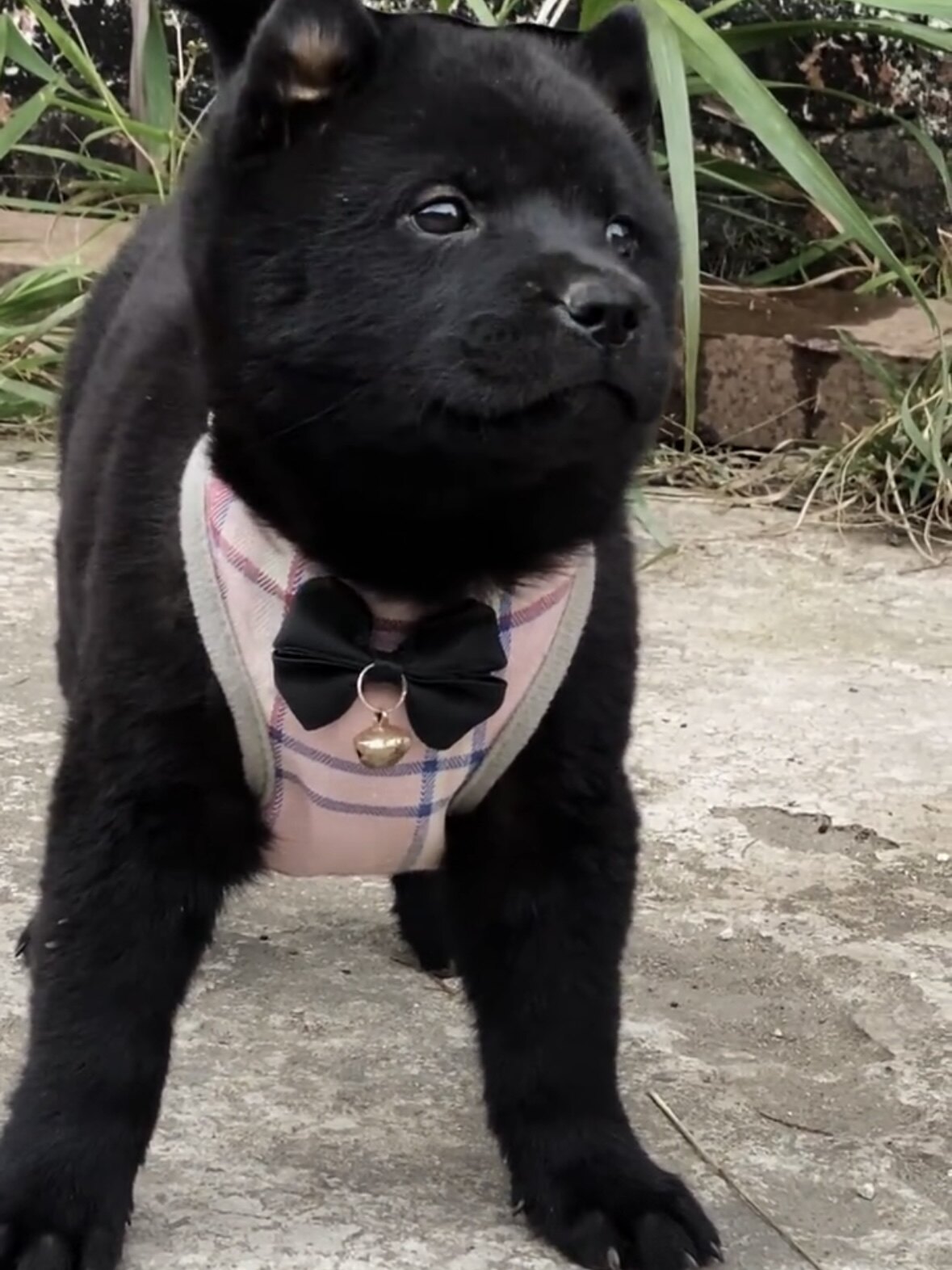 广西土猎犬幼犬黑土虎头中华田园犬赶山犬五黑犬猎犬幼崽活物狗狗