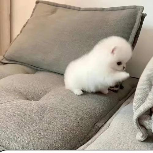 纯种白博美幼犬茶杯犬小型可爱迷你长不大活体俊介犬宠物真小狗狗