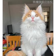 中华田园猫土猫橘白狮子猫波斯猫橘猫黑白猫狸花猫长毛猫活体家养