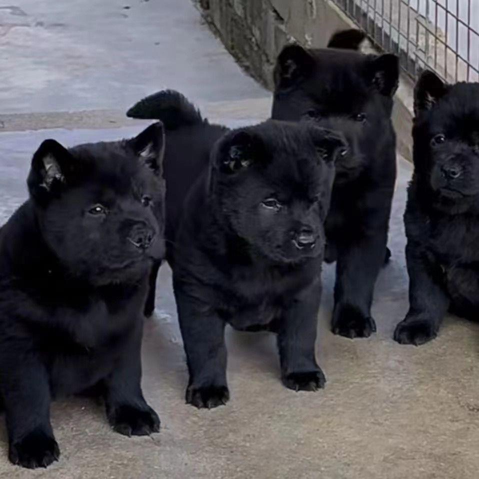 五黑犬幼犬赶山犬狗看家狗黑狗土狗纯黑大型犬活物便宜护院狗聪明