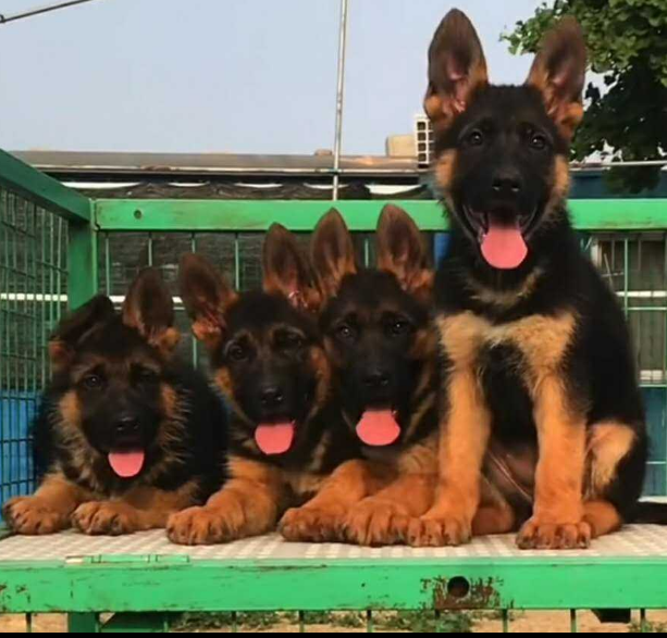 纯种德国牧羊犬幼犬锤系大头弓背警犬马犬看家犬黑背狼狗德牧警犬