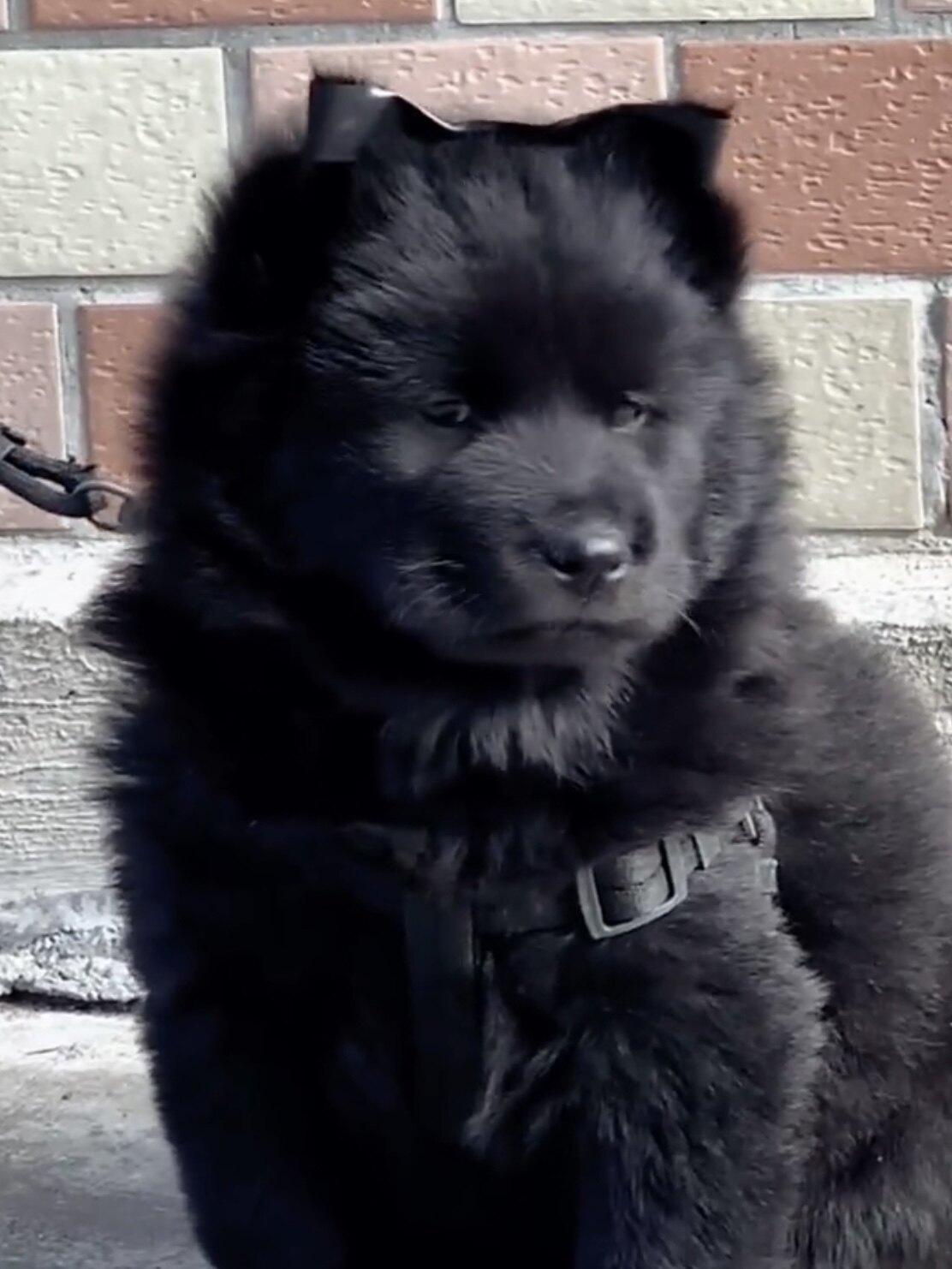 广西五黑犬赶山犬虎头幼犬中华田园犬黑狗活体短毛看家护院农村狗