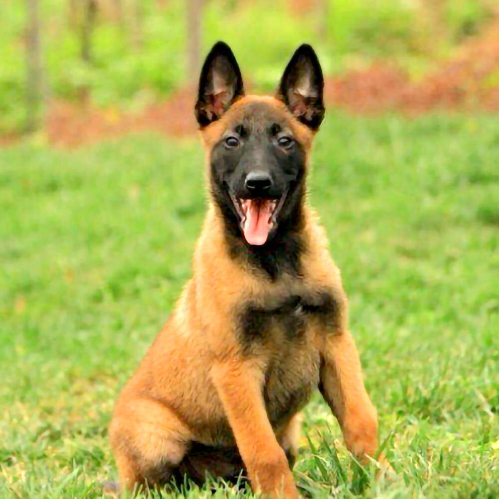 德牧幼犬混血弓背黑背德国牧羊犬马犬警犬军犬大型狼狗活体宠物狗