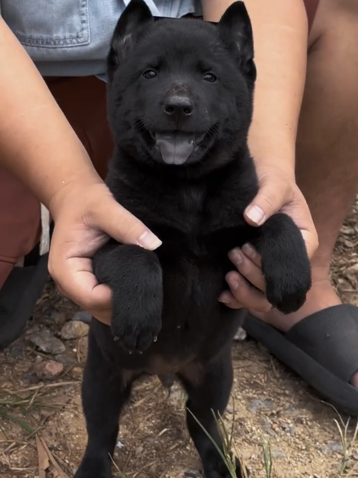 五黑犬广西土猎犬赶山犬纯黑活体幼崽土猎狩猎犬农村中华田园犬狗
